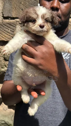 1-3 months Male Purebred Havanese