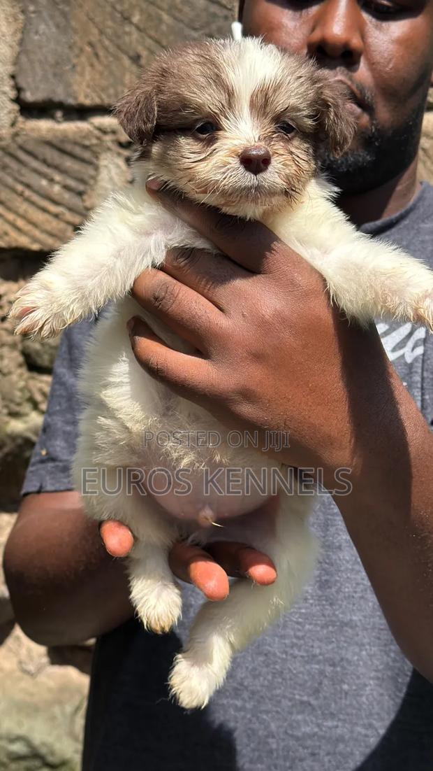 1-3 months Male Purebred Havanese - thumbnail 2