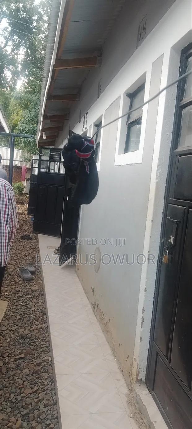Furnished 1bdrm House in East Kamagambo for sale