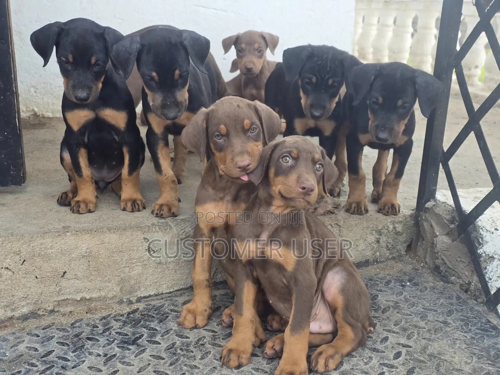 1-3 months Female Purebred Doberman Pinscher
