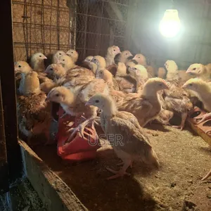Chicken for Sale