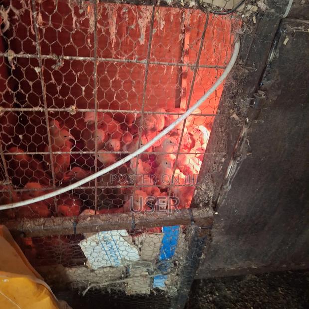 Chicken for Sale - thumbnail 2