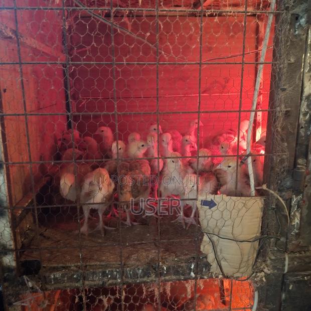 Chicken for Sale - thumbnail 3