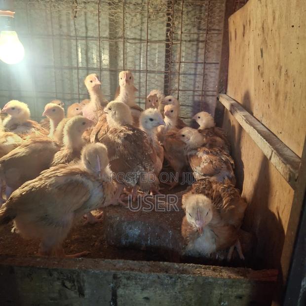 Chicken for Sale - thumbnail 4