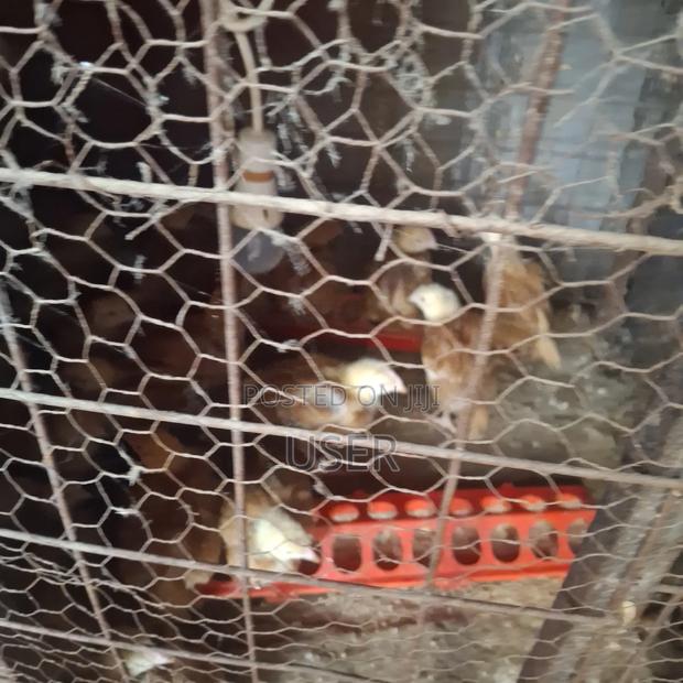 Chicken for Sale - thumbnail 5