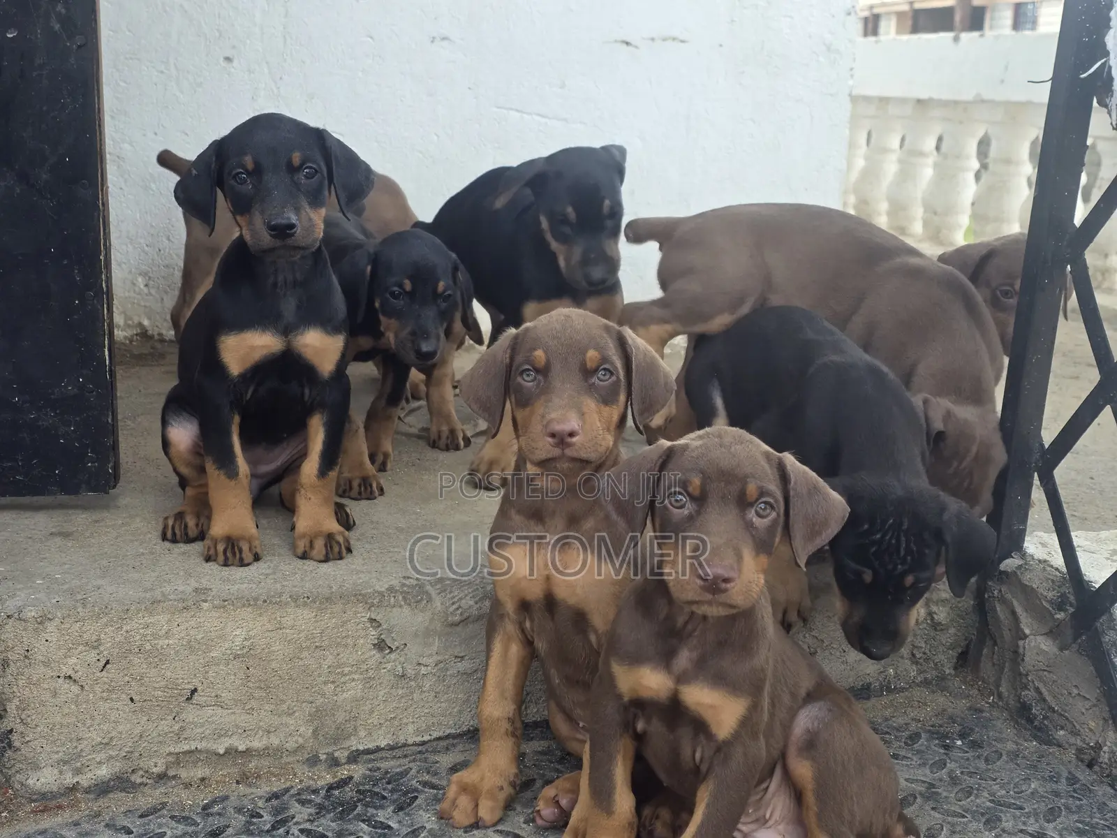 1-3 months Female Purebred Doberman Pinscher