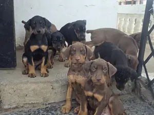 1-3 months Female Purebred Doberman Pinscher