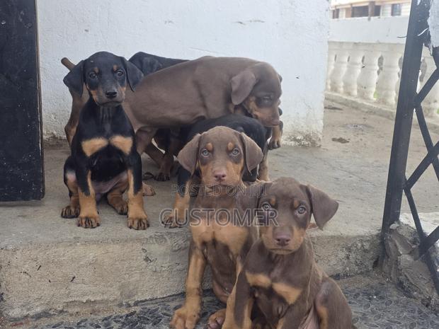 1-3 months Male Purebred Doberman Pinscher