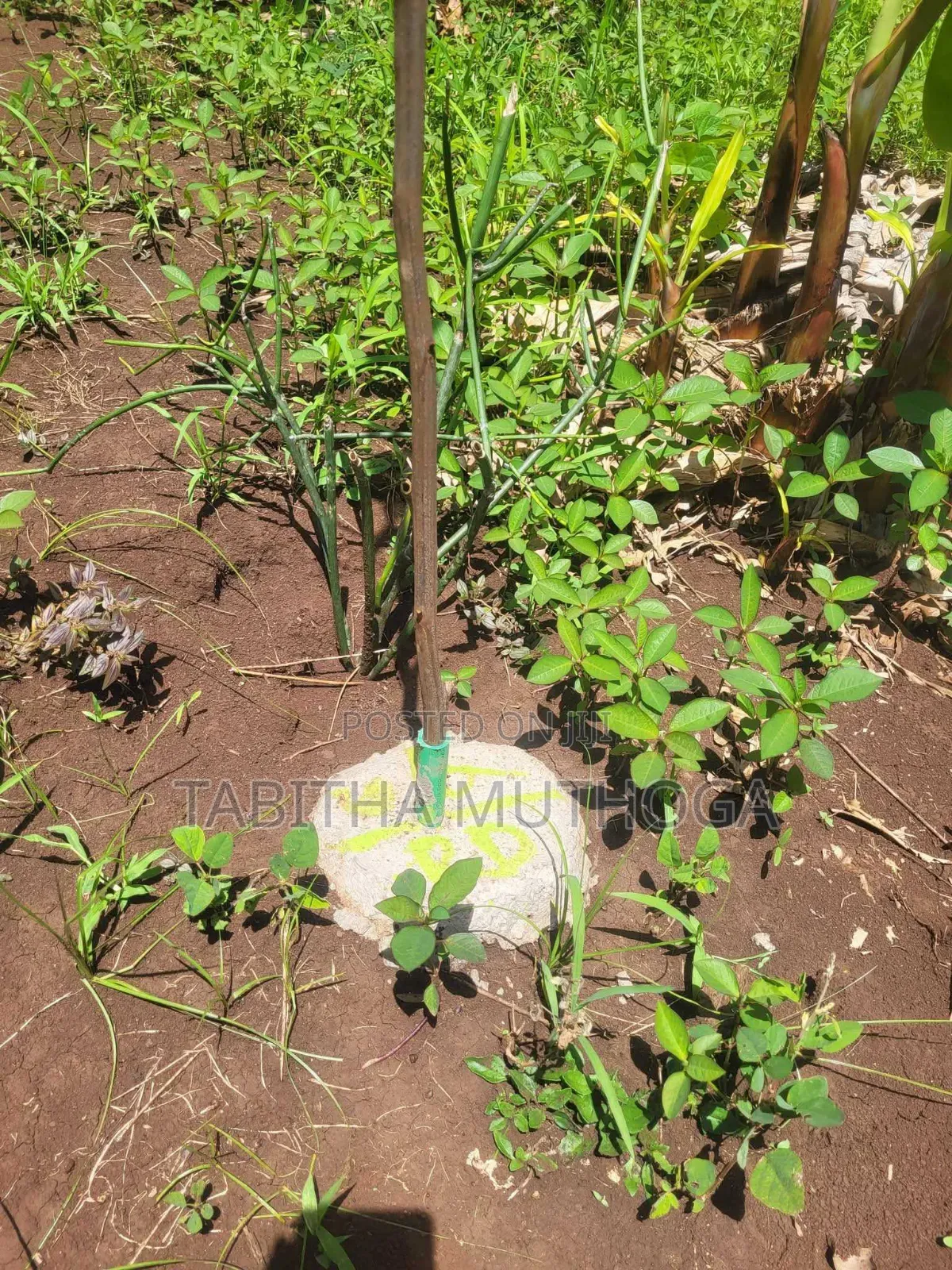 1/8 of an Acre in Murang'A