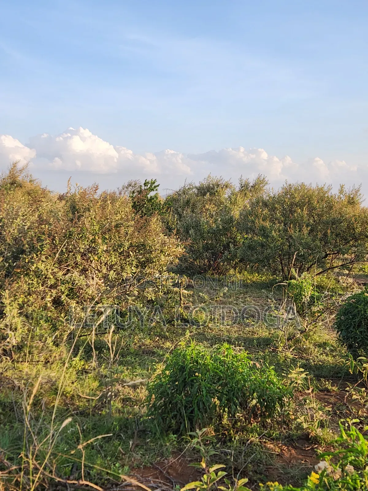 Prime 1 Acre Ngong-Kimuka