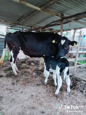 Giant Cow With Bull
