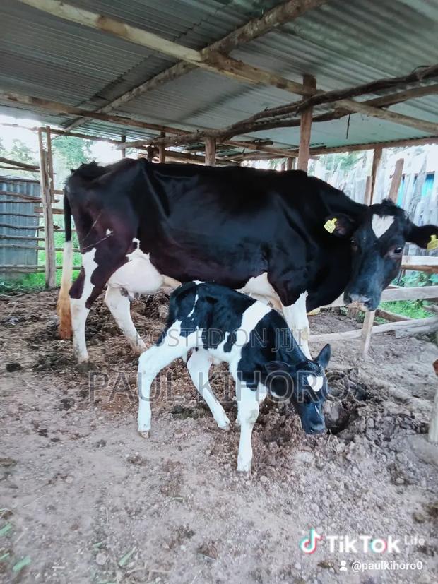Giant Cow With Bull - thumbnail 2