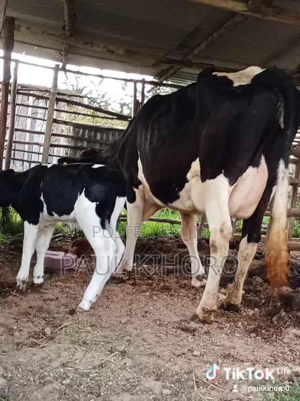 Giant Cow With Bull - thumbnail 3