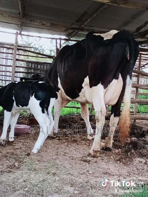Giant Cow With Bull - thumbnail 4