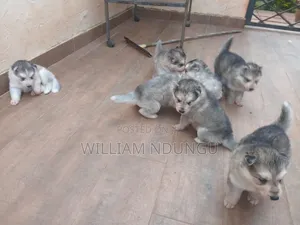 1-3 months Male Purebred Siberian Husky