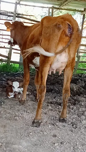 Heifer With Bull on Sale