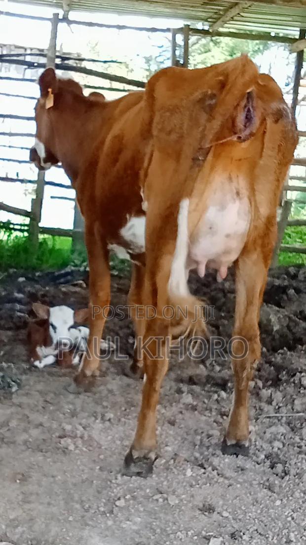 Heifer With Bull on Sale - thumbnail 2