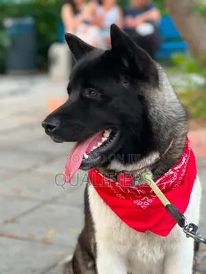 1-3 months Female Purebred Akita