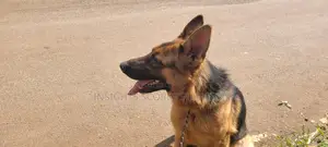 6-12 months Female Purebred German Shepherd