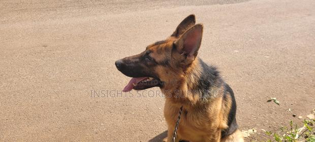 6-12 months Female Purebred German Shepherd