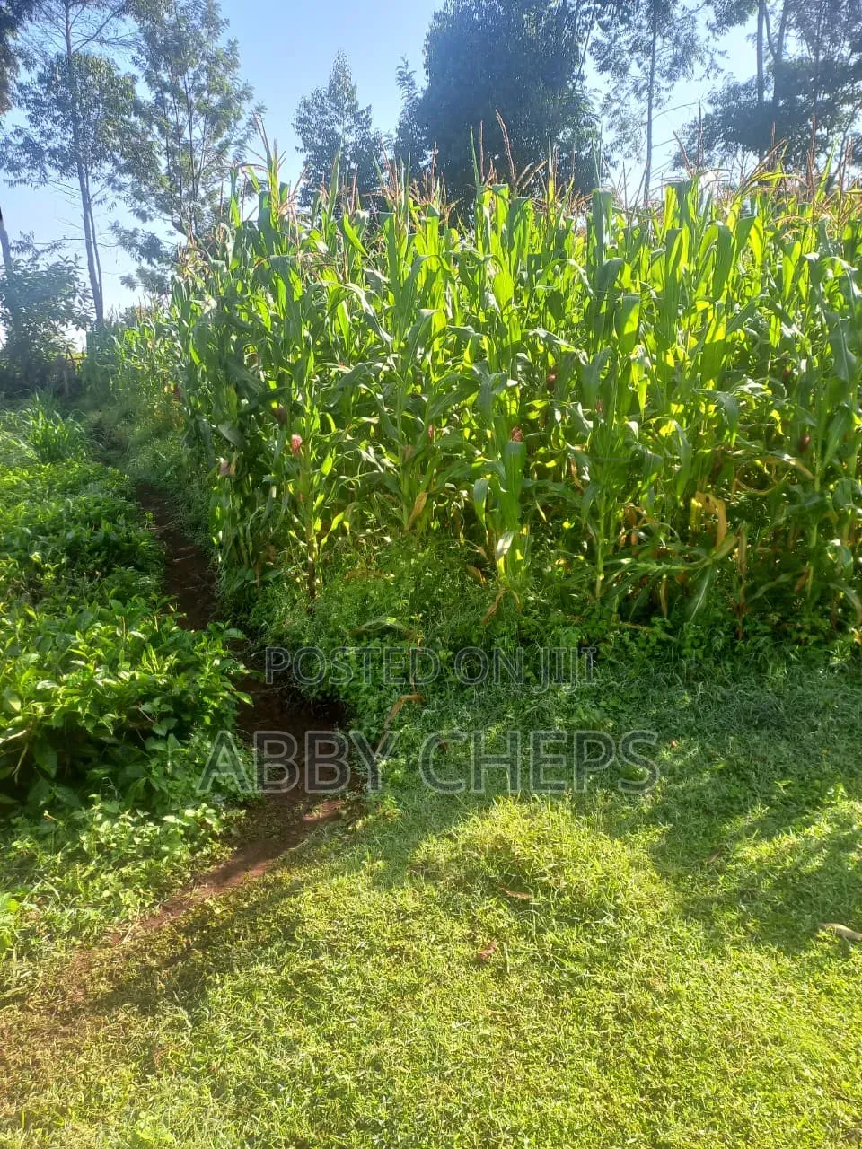 Land on Sale