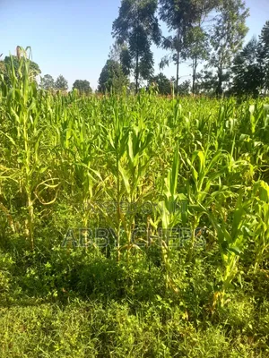 Land on Sale