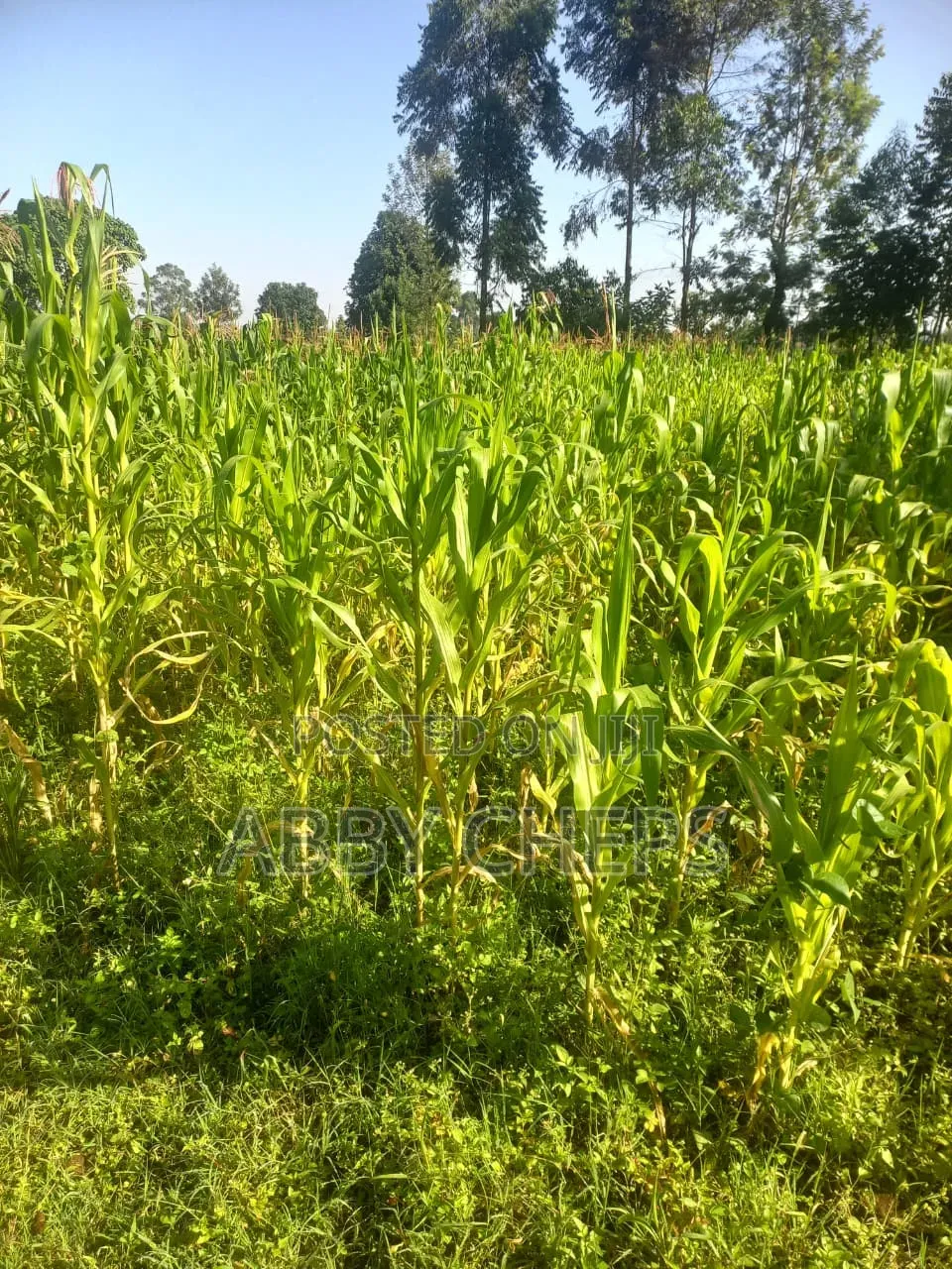 Land on Sale