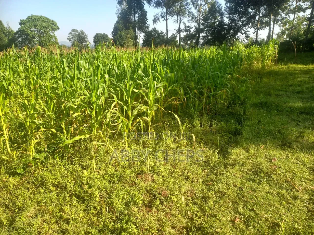 Land on Sale
