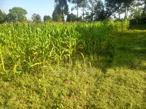 Land on Sale