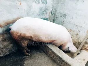 Pigs for Sale