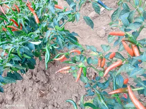Cayenne Pilipili
