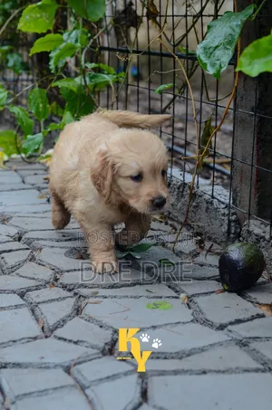 1-3 months Male Purebred Golden Retriever