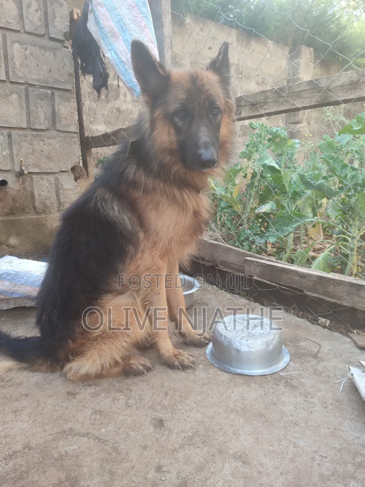 1+ year Male Purebred German Shepherd