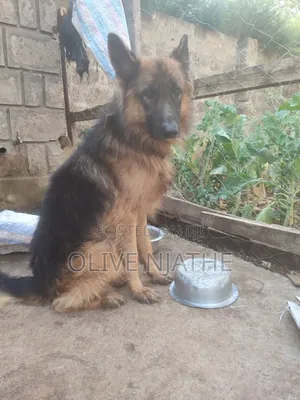 1+ year Male Purebred German Shepherd