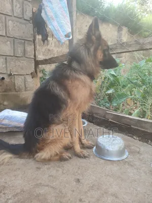 1+ year Male Purebred German Shepherd