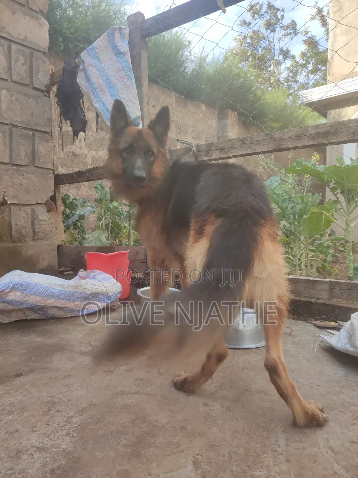 1+ year Male Purebred German Shepherd