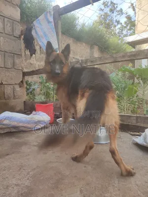 1+ year Male Purebred German Shepherd