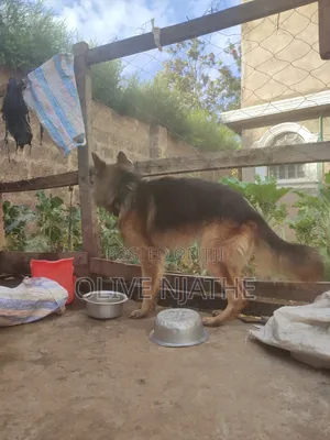 1+ year Male Purebred German Shepherd