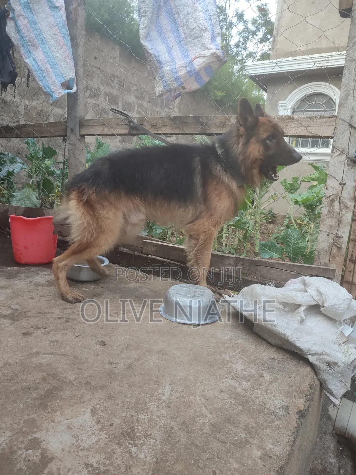 1+ year Male Purebred German Shepherd