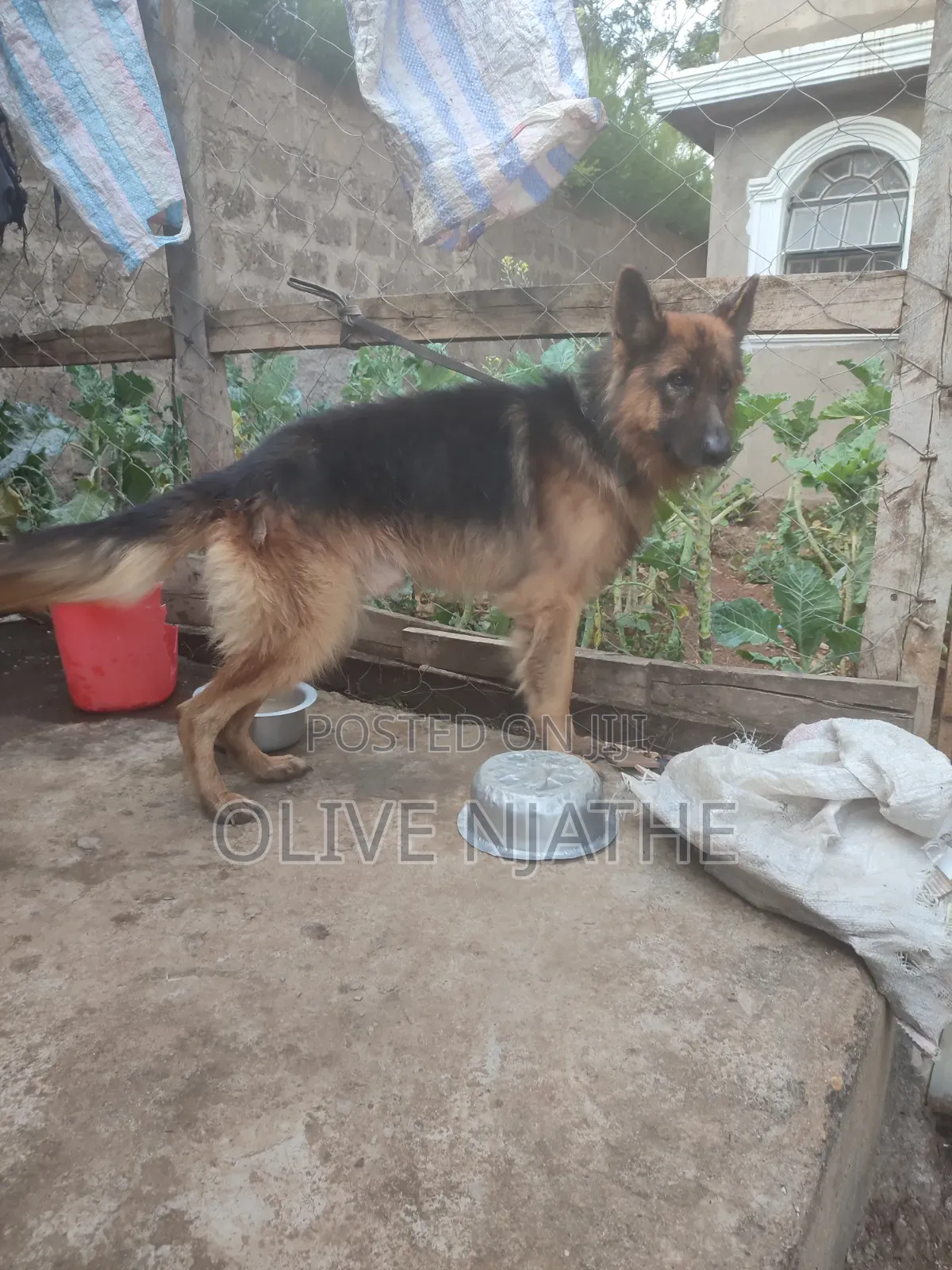 1+ year Male Purebred German Shepherd