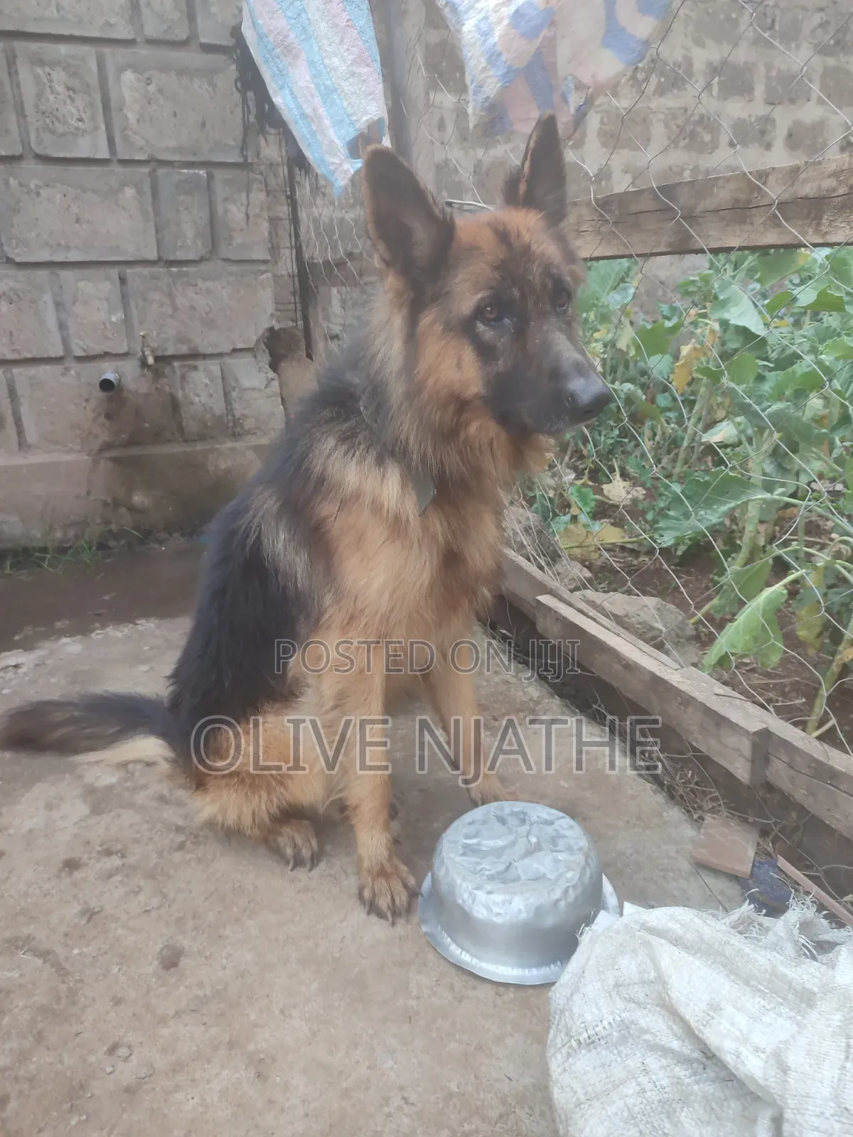1+ year Male Purebred German Shepherd