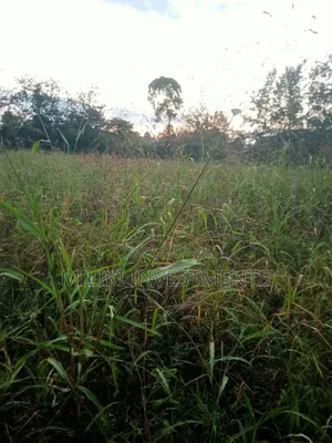Half an on Sale at Kangangu-Kabati