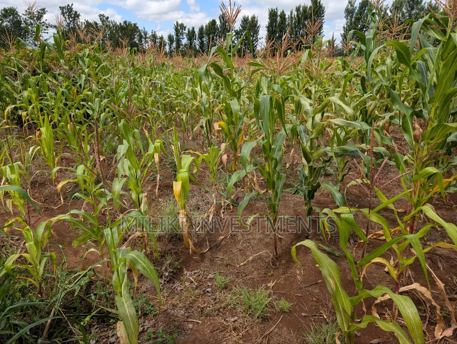 An Acre on Sale Kagio