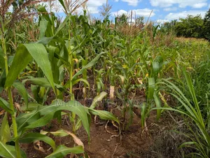 An Acre on Sale Kagio