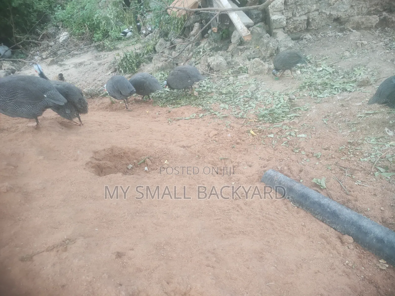 Guinea Fowls