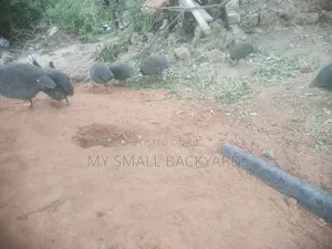 Guinea Fowls
