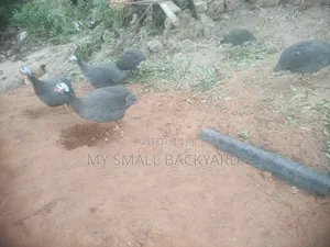Guinea Fowls
