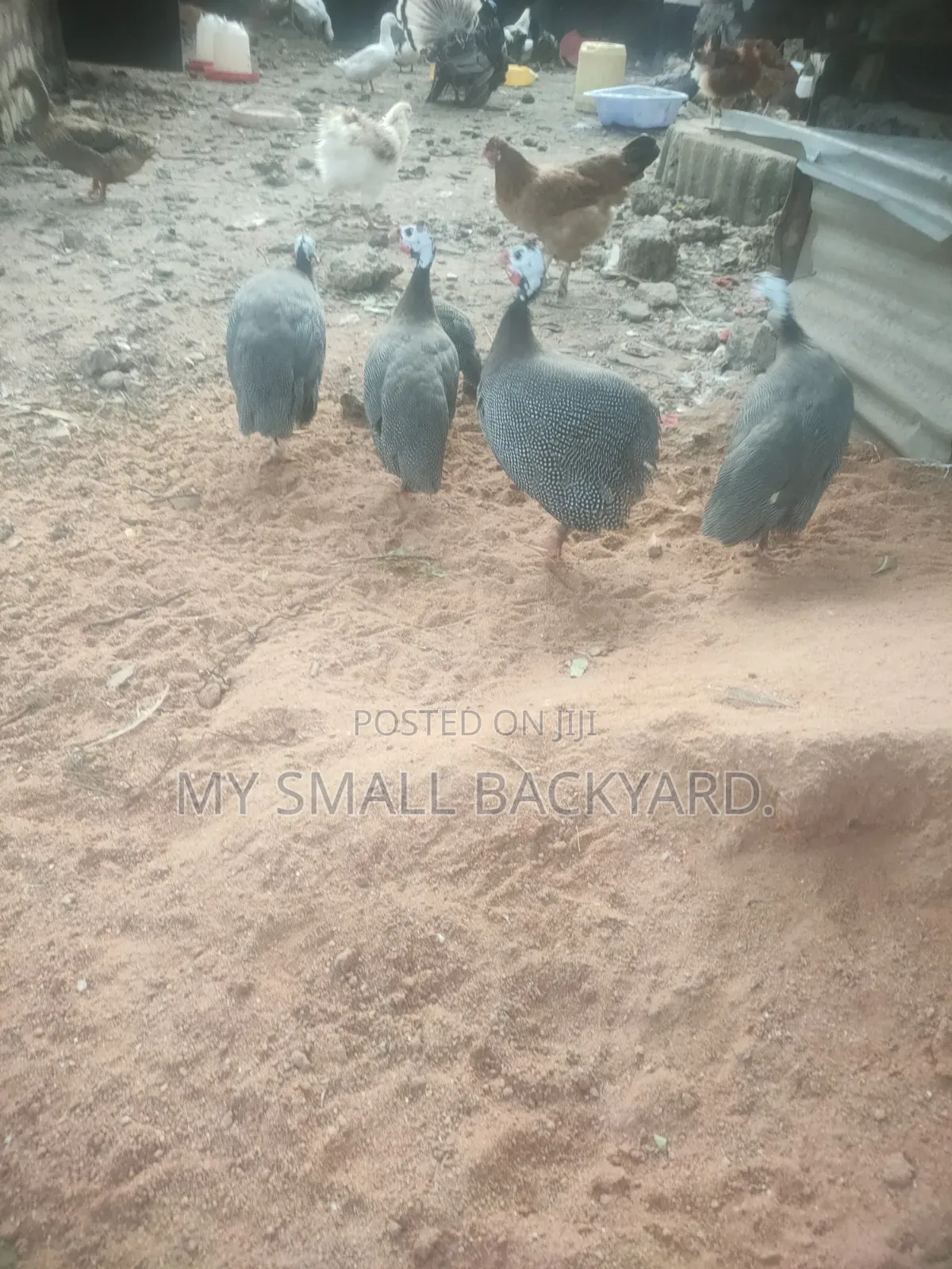 Guinea Fowls