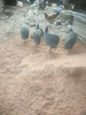 Guinea Fowls