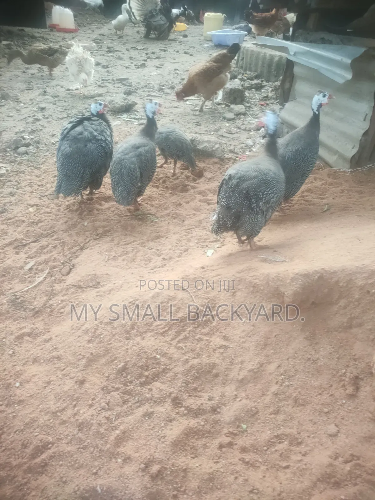 Guinea Fowls